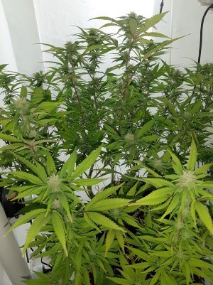 20221031_115016.jpg 20221031_115016.jpg