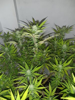 20221101_093620.jpg 20221101_093620.jpg