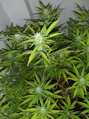 20221101_094045.jpg 20221101_094045.jpg