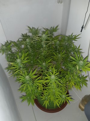 20221101_104409.jpg 20221101_104409.jpg