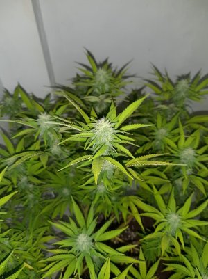 20221101_111209.jpg 20221101_111209.jpg