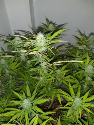 20221101_110953.jpg 20221101_110953.jpg