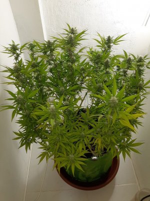 20221102_121459.jpg 20221102_121459.jpg