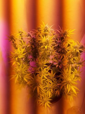 20221102_125151.jpg 20221102_125151.jpg