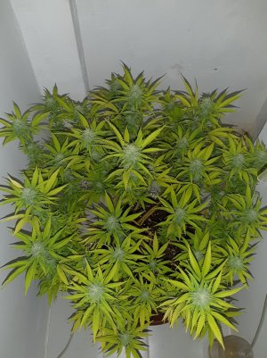 20221102_125211.jpg 20221102_125211.jpg