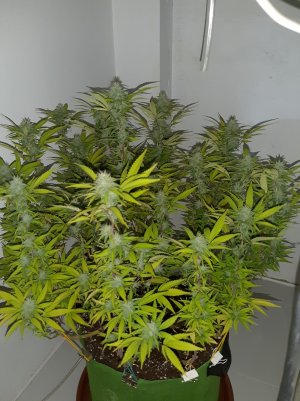 20221102_125248.jpg 20221102_125248.jpg