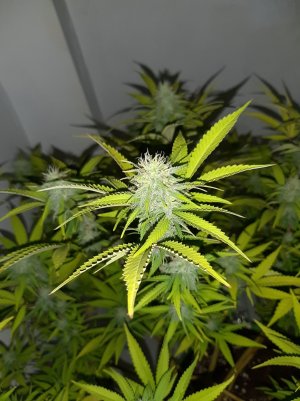 20221102_125354.jpg 20221102_125354.jpg