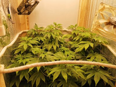 IMG_20221103_202544.jpg IMG_20221103_202544.jpg