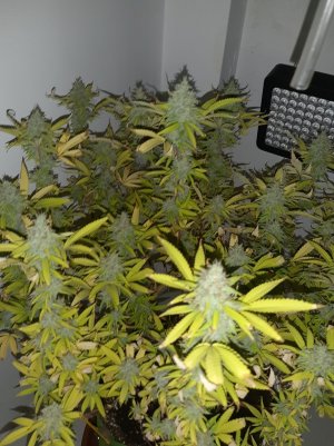 20221104_142114.jpg 20221104_142114.jpg