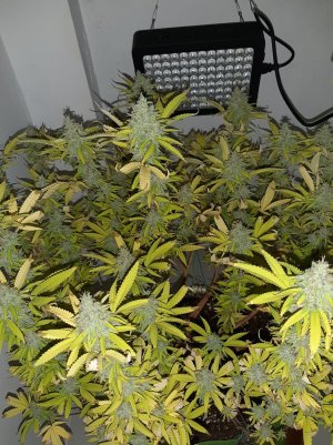 20221104_212712.jpg 20221104_212712.jpg