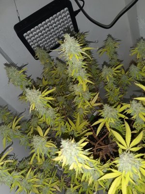 20221104_221054.jpg 20221104_221054.jpg