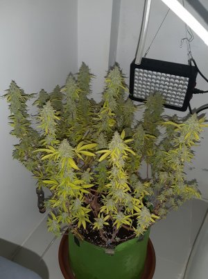 20221104_221122.jpg 20221104_221122.jpg