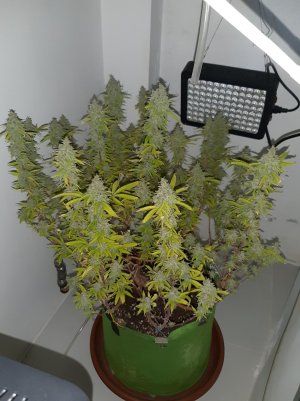 20221105_123606.jpg 20221105_123606.jpg