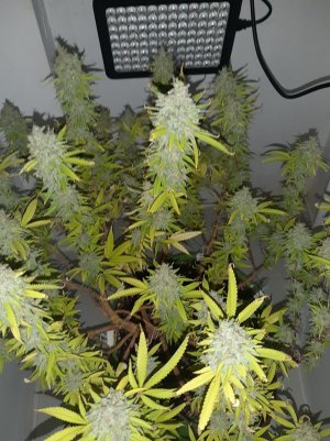 20221105_124301.jpg 20221105_124301.jpg