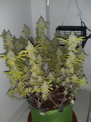 20221105_125316.jpg 20221105_125316.jpg