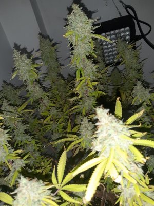 20221105_125239.jpg 20221105_125239.jpg