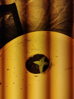 IMG_20221105_174536.jpg IMG_20221105_174536.jpg