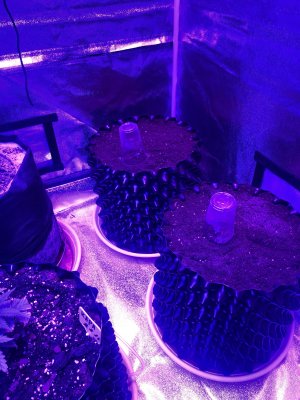 D0B003BB-9A62-4354-A9F4-A072A506CEC3.jpeg D0B003BB-9A62-4354-A9F4-A072A506CEC3.jpeg