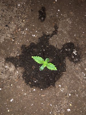 73001E0C-83D9-42AF-870F-0EB8376DFD3B.jpeg 73001E0C-83D9-42AF-870F-0EB8376DFD3B.jpeg