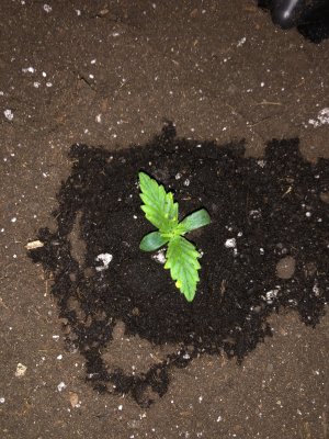 67123B17-2437-45B0-9E58-3ECB34CD6014.jpeg 67123B17-2437-45B0-9E58-3ECB34CD6014.jpeg