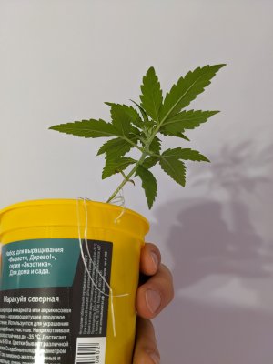 PXL_20221108_204412129.jpg PXL_20221108_204412129.jpg