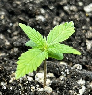 5A430010-0C22-4494-8679-AB7BDC671817.jpeg 5A430010-0C22-4494-8679-AB7BDC671817.jpeg