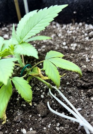 1575F230-4D55-44A4-A115-66E47B0F6F78.jpeg 1575F230-4D55-44A4-A115-66E47B0F6F78.jpeg