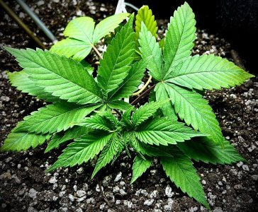 4753D5EE-A5BA-499A-81B5-187E2F6766D2.jpeg 4753D5EE-A5BA-499A-81B5-187E2F6766D2.jpeg