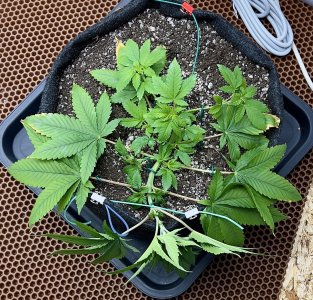 EDF86AFC-8C70-4397-A743-4958E420B309.jpeg EDF86AFC-8C70-4397-A743-4958E420B309.jpeg