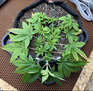 17F4AB2B-BB3C-4A04-B315-D725D93A83EA.jpeg 17F4AB2B-BB3C-4A04-B315-D725D93A83EA.jpeg