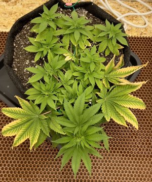 431B1F8B-E9DC-44E1-A7C7-ADA8B4642064.jpeg 431B1F8B-E9DC-44E1-A7C7-ADA8B4642064.jpeg