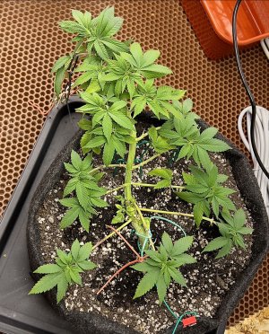 290EB902-B29E-4046-906F-7A265337CE24.jpeg 290EB902-B29E-4046-906F-7A265337CE24.jpeg