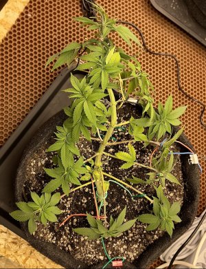 7386F930-9BCA-4152-8D59-7BD14C39E6F3.jpeg 7386F930-9BCA-4152-8D59-7BD14C39E6F3.jpeg