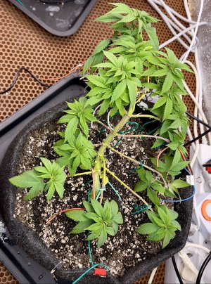 C83D629D-A66D-4F2D-A0E8-ADFFA51E13AA.jpeg C83D629D-A66D-4F2D-A0E8-ADFFA51E13AA.jpeg