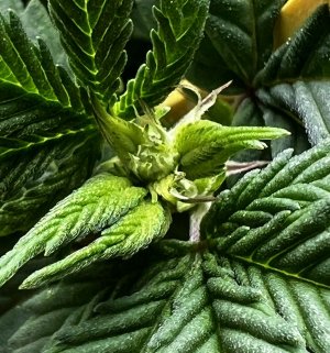 28B72D99-0D29-4C58-9078-F09983185D49.jpeg 28B72D99-0D29-4C58-9078-F09983185D49.jpeg