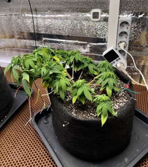 8EB7AAD5-ABF6-427B-A75A-6F624726EB73.jpeg 8EB7AAD5-ABF6-427B-A75A-6F624726EB73.jpeg