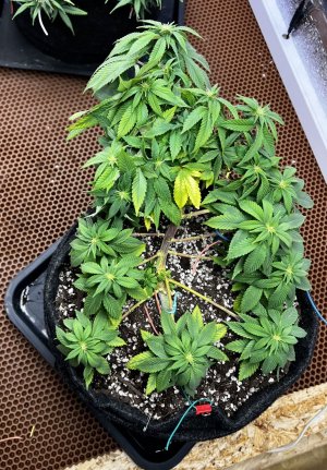 22EDEB50-0816-4E14-A73C-BC03FA39E29B.jpeg 22EDEB50-0816-4E14-A73C-BC03FA39E29B.jpeg