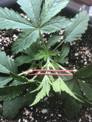 CBA94AA8-1BB5-4DFB-83ED-46DF7E6FB31C.jpeg CBA94AA8-1BB5-4DFB-83ED-46DF7E6FB31C.jpeg