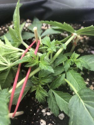 D4B90EF6-DDBB-4165-888D-38A0D1B9BEF9.jpeg D4B90EF6-DDBB-4165-888D-38A0D1B9BEF9.jpeg