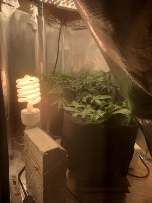 6A127E96-B86E-4021-BBDE-D22175A05F61.jpeg 6A127E96-B86E-4021-BBDE-D22175A05F61.jpeg