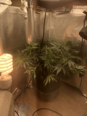 025377EF-8A02-4183-A0C0-004A293B17CC.jpeg 025377EF-8A02-4183-A0C0-004A293B17CC.jpeg