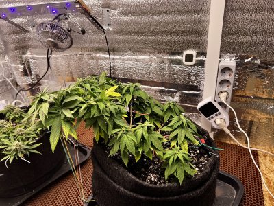 A28810DF-06C0-4F20-9FBC-81DCD0732081.jpeg A28810DF-06C0-4F20-9FBC-81DCD0732081.jpeg