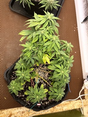 1CBDBA30-5452-4B36-ABAB-D8FF2156807B.jpeg 1CBDBA30-5452-4B36-ABAB-D8FF2156807B.jpeg