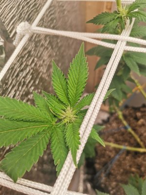 IMG_20221112_161851.jpg IMG_20221112_161851.jpg