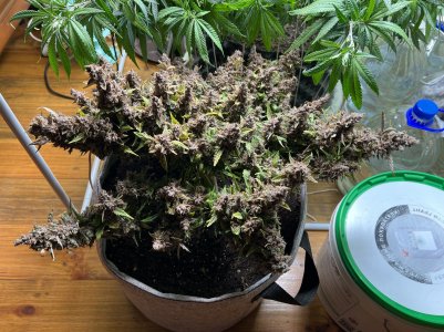 1C8037EA-55BF-45F6-9373-0BC69463E587.jpeg 1C8037EA-55BF-45F6-9373-0BC69463E587.jpeg