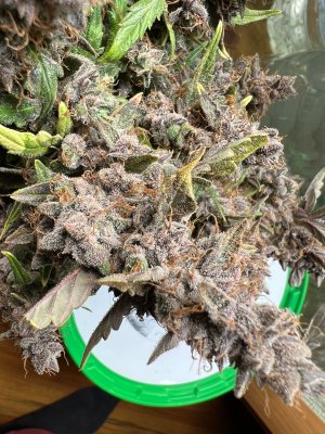 4F07FA3B-A637-4039-95AA-E584646323B2.jpeg 4F07FA3B-A637-4039-95AA-E584646323B2.jpeg