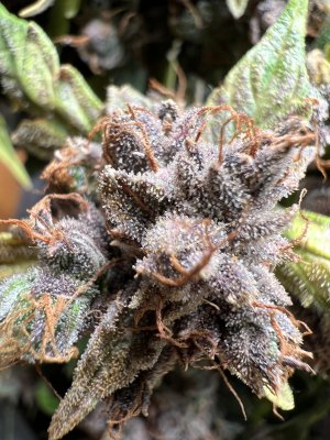 F0A4EA13-8E2E-4081-AD64-F515E938A152.jpeg F0A4EA13-8E2E-4081-AD64-F515E938A152.jpeg