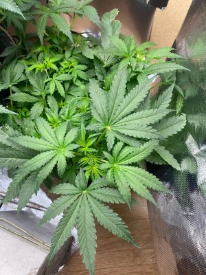 7EB4F4D7-7F18-4F60-BD8E-89104AA88F95.jpeg 7EB4F4D7-7F18-4F60-BD8E-89104AA88F95.jpeg