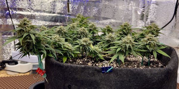 CAF26417-5B1E-43F1-AE86-39BAB7DE6E9E.jpeg CAF26417-5B1E-43F1-AE86-39BAB7DE6E9E.jpeg