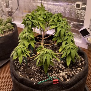 C3190884-5D03-414B-87F5-B6D14CF54EA6.jpeg C3190884-5D03-414B-87F5-B6D14CF54EA6.jpeg